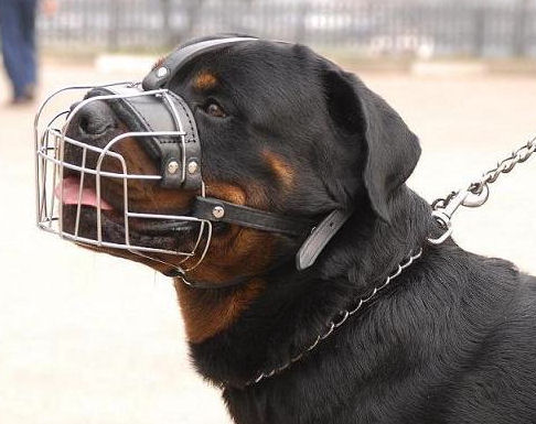 Safe Wire Muzzle for Rottweiler Dog buy