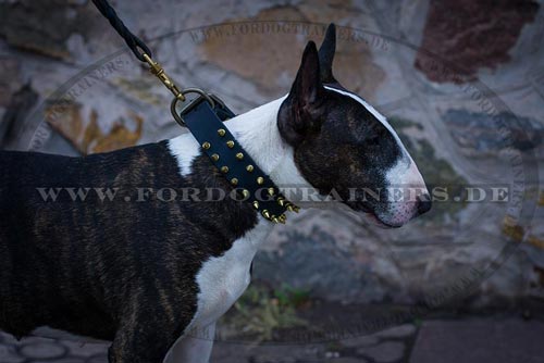 Bullterrier Hundehalsband mit Spikes-Design