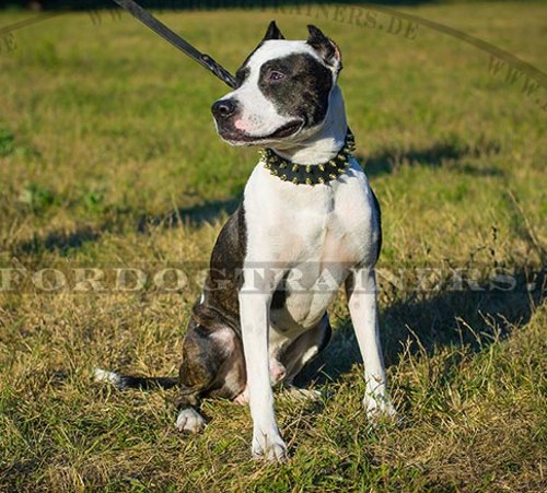 Pitbull Terrier Hundehalsband mit Nieten-Spikes - zum Schließen ins Bild klicken