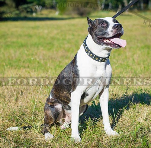 Pitbull Terrier Hundehalsband Breit