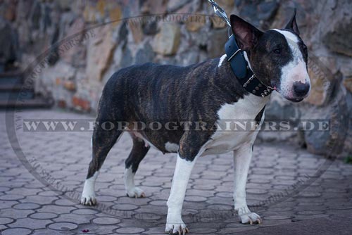 Bestseller Breites Hundehalsband für Bullterrier