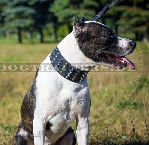 Genietetes Halsband für Amerikanischen Pitbull Terrier