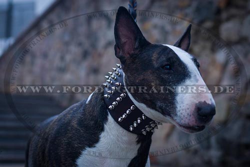 Bull Terrier studded collar with Nickel Studs