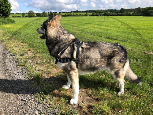 Such- und Zuggeschirr aus Leder für Australischen Schäferhund - zum Schließen ins Bild klicken