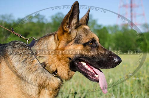 Leather dog collar with spikes and plates for Shepherd