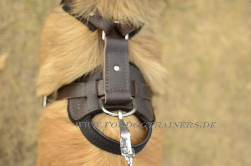 Sport Dog Harness of Leather for Tervuren