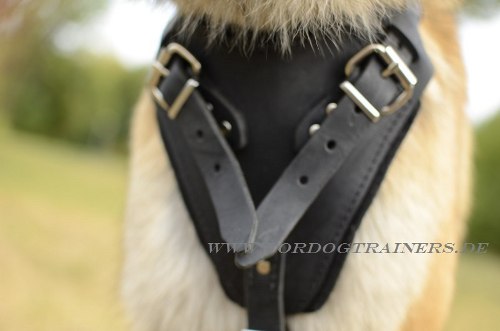 Sport Dog Harness of Leather for Tervuren