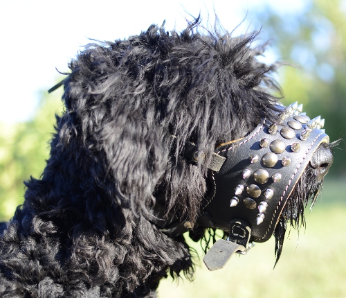 Schwarzer Terrier Hundemaulkorb aus Leder Spikes & Nieten