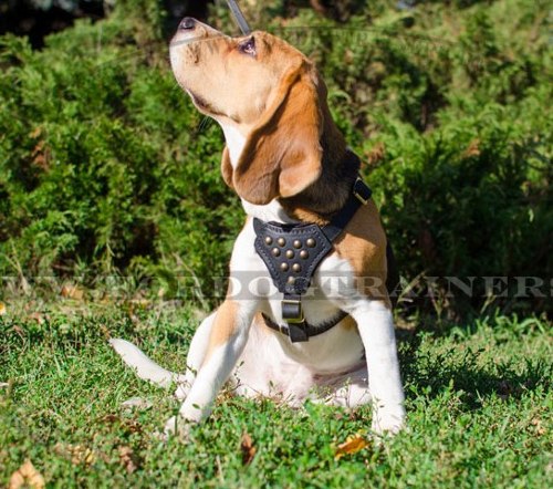 Nieten Ledergeschirr für Beagle