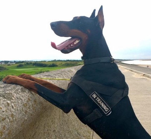 Dobermann Geschirr aus Nylon für Service- und Diensthunde - zum Schließen ins Bild klicken