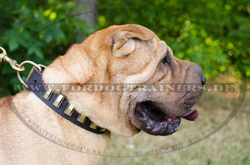 Fordogtrainers Shar Pei Halsband | Lederhalsband mit Platten