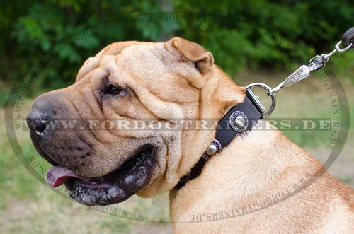 Shar Pei Designer-Konchen Halsband|Hundehalsband aus Leder Breit - zum Schließen ins Bild klicken