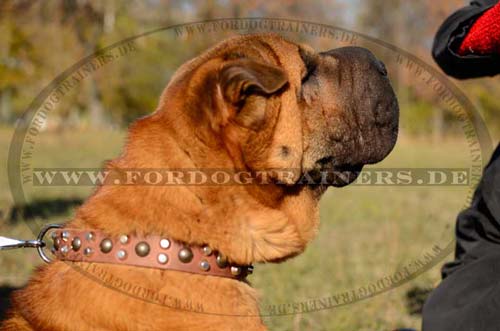 Hundehalsband Leder mit Pyramiden für Shar Pei 