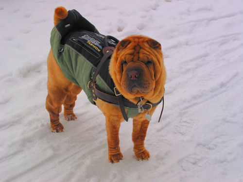 /images/large/Shar-Pei-Spazieren-Hundegeschirr-DE_LRG.jpg