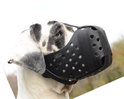 Agitation Muzzle for Great Dane, Closed Leather Muzzle