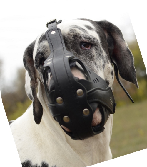 Leather Dog Muzzle for Great Dane or German Mastiff