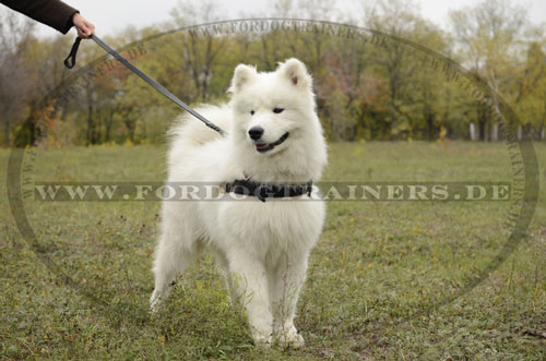 Hundegeschirr Leder für Samojede ❺❺❺