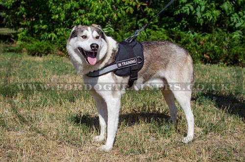 Hundegeschirr für Siberian Laika|Hundegeschirr für K9 und Spor