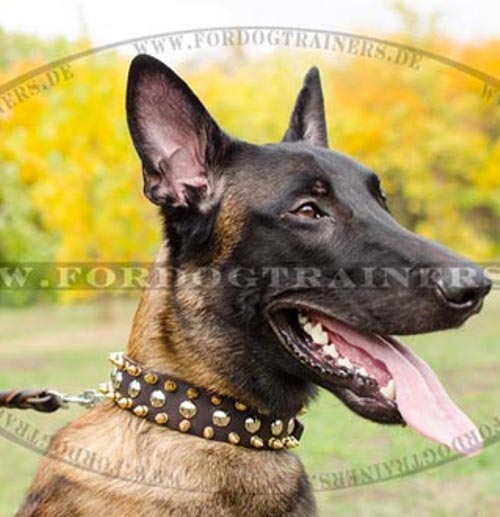 Malinois Lederhalsband mit Nickelnieten und Messingspikes - zum Schließen ins Bild klicken