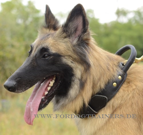 Tervueren Sport Hundehalsband aus Leder