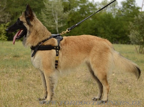 Tracking Harness for Tervuren and other Sport Dogs - Click Image to Close