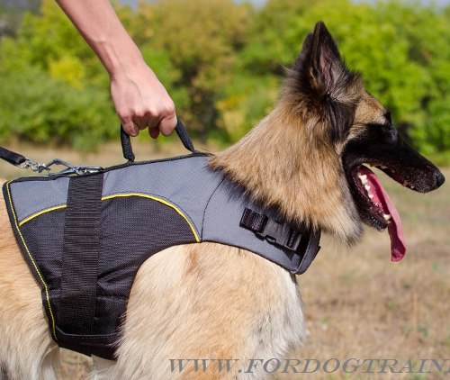 Rehabilitation Dog Harness for Tervuren, buy from Manufacturer