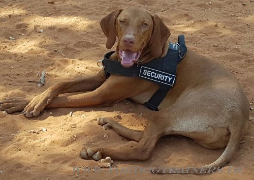 Dog Harness of Nylon with Patches for Magyar Vizsla