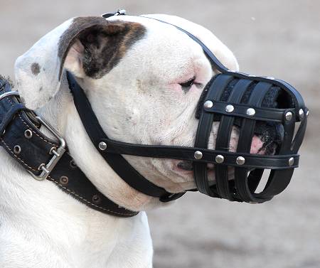 Bestseller Bulldogge Maulkorb aus Leder mit Super-Luftzirkulation - zum Schließen ins Bild klicken