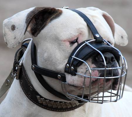 Bestseller Drahtmaulkorb für American Bulldog, Freies Trinken und Hecheln! - zum Schließen ins Bild klicken