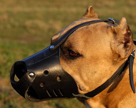 Stafford Hundemaulkorb für Dienst- und Alltagsgebrauch - zum Schließen ins Bild klicken