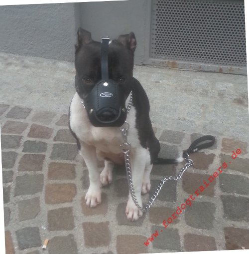 Bestseller Amerikanischer Pitbull Ledergepolsterter Alltags-Hundemaulkorb - zum Schließen ins Bild klicken