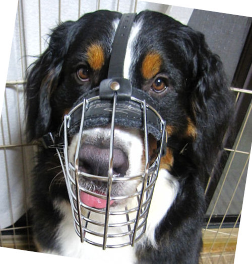 Maulkorb für Berner Sennenhund! Herrliches Angebot! - zum Schließen ins Bild klicken