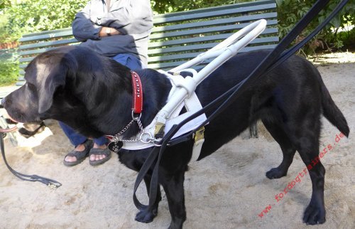 Blind Guide Dog Harness for Labrador | White Guide Harness