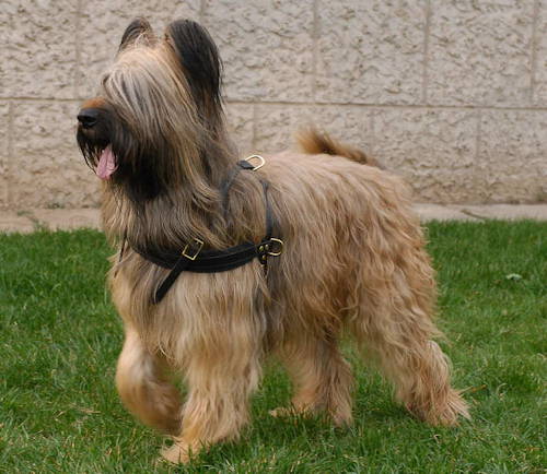 Briard leather dog harness