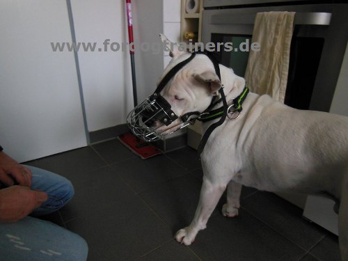 Wire Basket Dog Muzzle for Bull Terrier