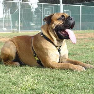 Geschirr, von Hand gefertigtes für Bullmastiff