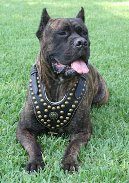 Royal Dog Studded Leather Harness H11 for Cane Corso