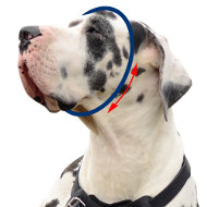 Use training collar correctly