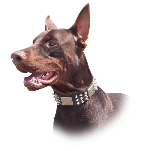 Gorgeous spiked leather dog collar for Doberman