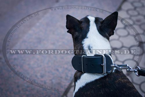 Festes Hundehalsband Leder 5 cm für Hundetraining