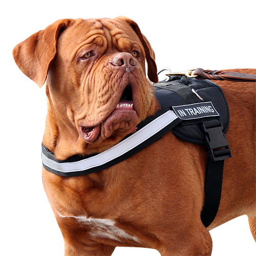 Nylon dog harness for Dogue de Bordeaux