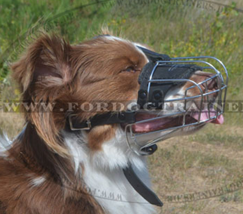 Maulkorb Draht für Australian Schäferhund, sicher und abriebfe - zum Schließen ins Bild klicken