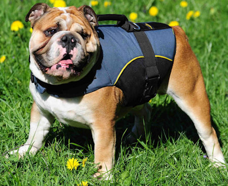 Perfect nylon dog vest-harness for English bulldog