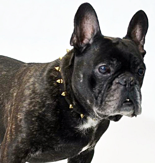 Nietenhalsband für Französische Bulldogge | Leder Halsband