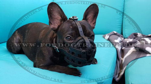 Muzzle French Bulldog Super Lightweight