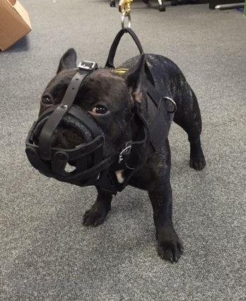 Muzzle French Bulldog Super Lightweight