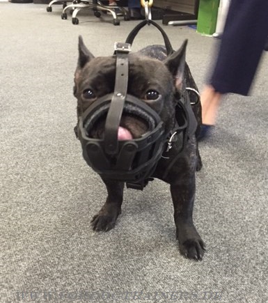 Muzzle French Bulldog Super Lightweight