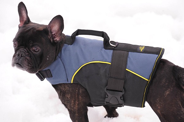 Bestseller Französische Bulldogge Hundegeschirr mit Extra Griff Perfekt - zum Schließen ins Bild klicken