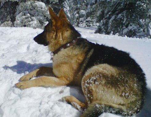 collar with silver concho for german shepherd