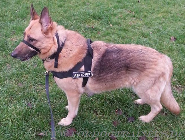 Bestseller Hundegeschirr für Deutschen Schäferhund